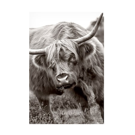 Jacky Parker 'The Bull' Canvas Art, 30x47